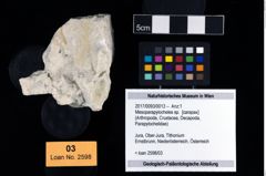 Foto (Objekt + Etikett) von Mesoparapylocheles sp.  (NHMW-GEO-2017-0093-0013)